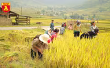 Mùa vàng ở vùng cao Y Tý